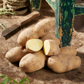 Aardappel 'Bindje'