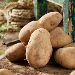 Aardappel 'Bindje'