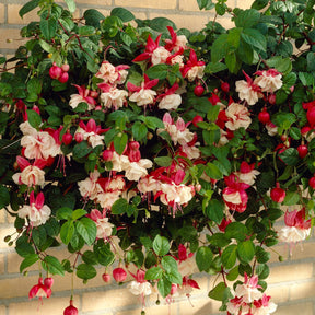 Bellenplant 'Swingtime'