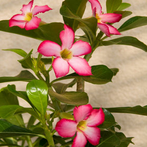 Woestijnroos - Adenium obesum - Willemse