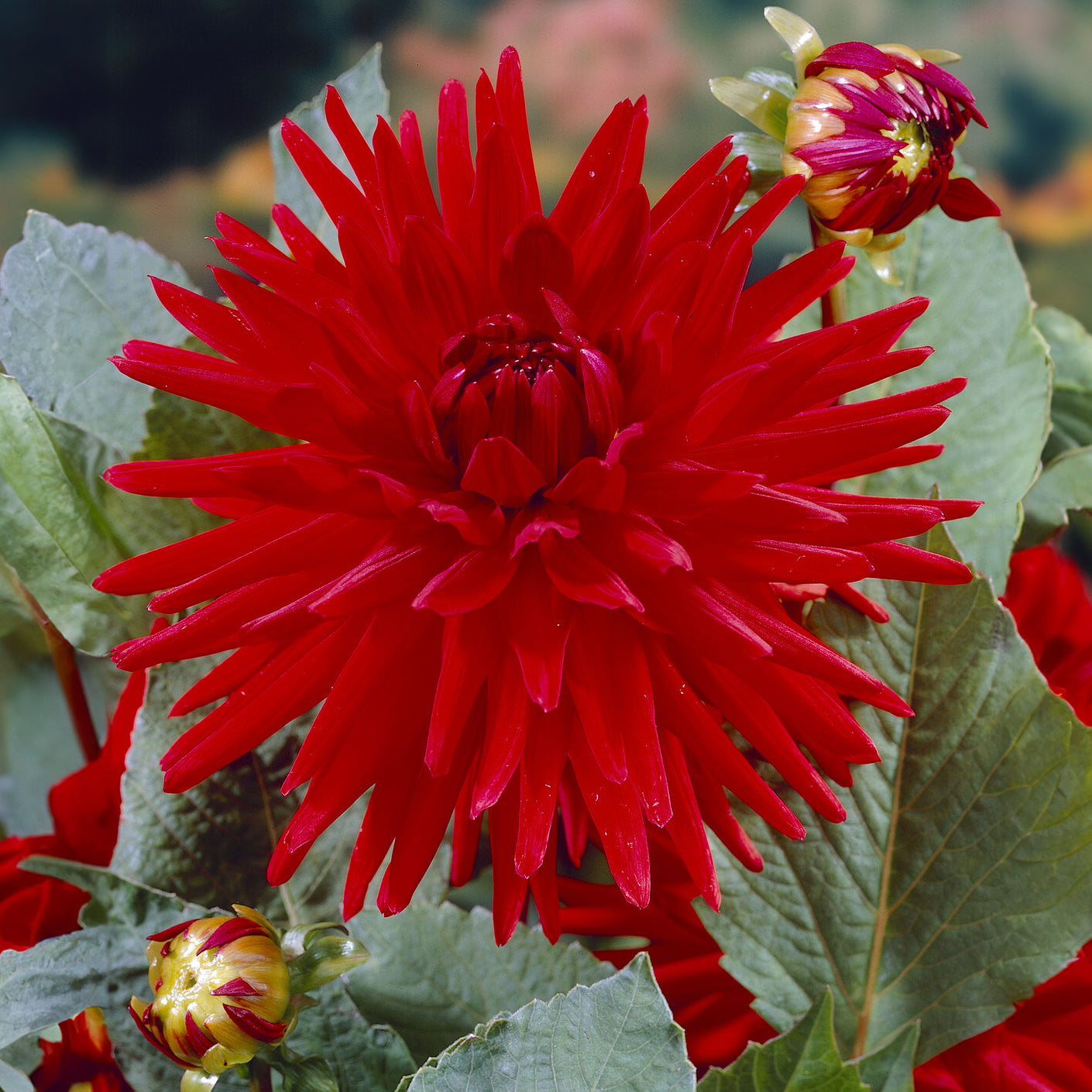 Dahlia Red Pigmy - Dahlia 'Red Pigmy' (x3) - Dahlia 