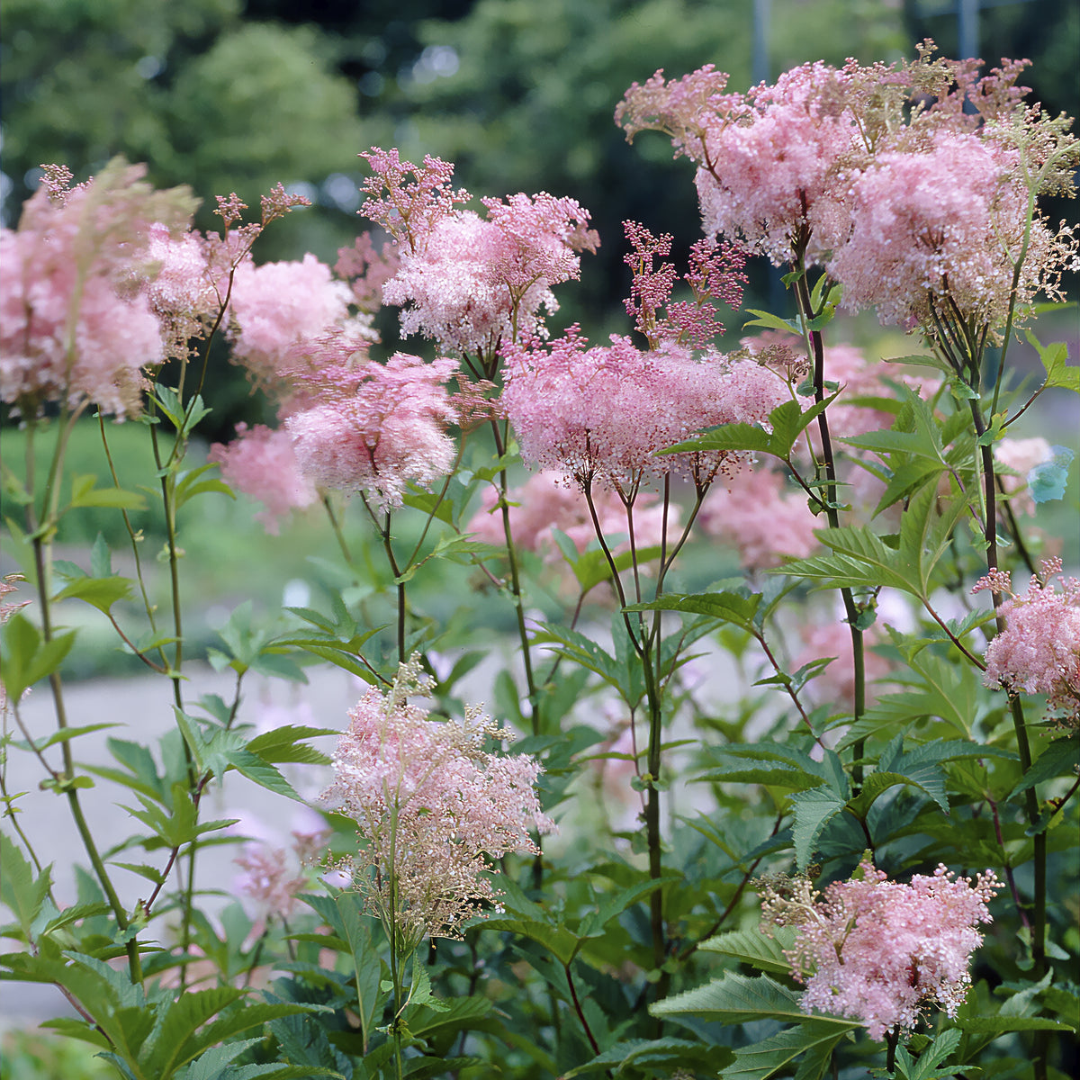 Moerasspirea - Filipendula purpurea Elegans - Willemse