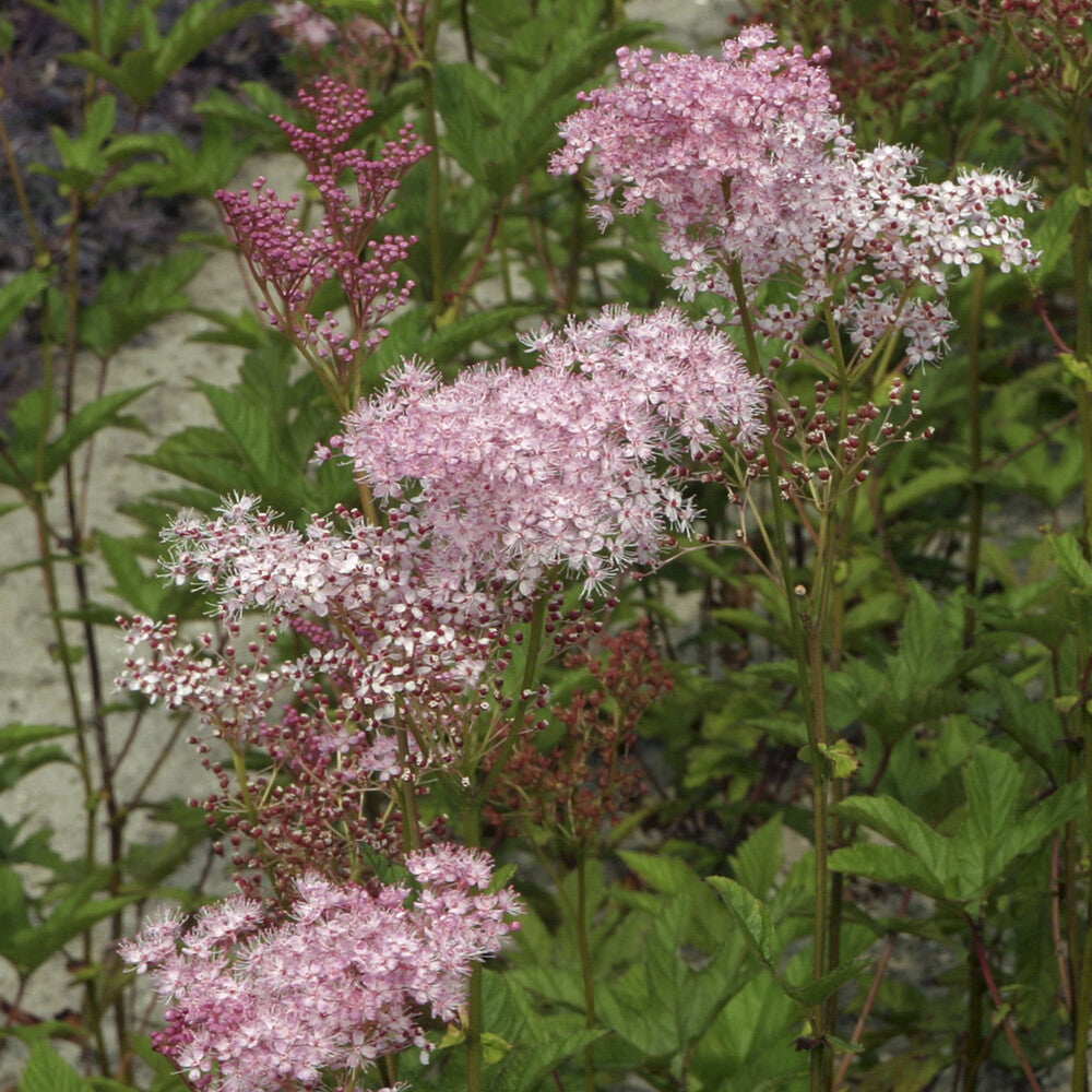 Moerasspirea - Willemse