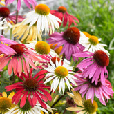 Zonnehoed Mix (x5) - Echinacea butterfly