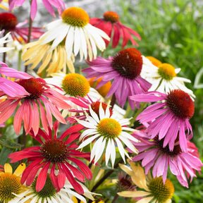 Zonnehoed Mix (x5) - Echinacea butterfly