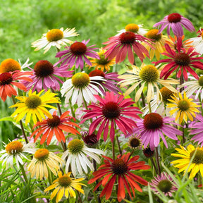 Echinacea butterfly - Zonnehoed Mix (x5) - Echinacea - Zonnehoed