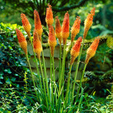 Vuurpijl (x5) - Kniphofia uvaria - Willemse