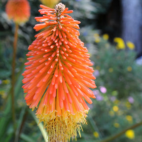 Kniphofia uvaria - Vuurpijl (x5) - Kniphofia