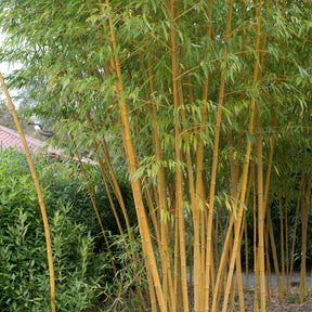 Bamboe Phyllostachys 'Aureocaulis' - Willemse