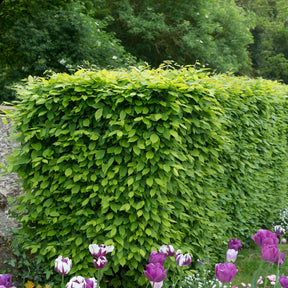 Haagbeuk (x10) - Carpinus betulus - Willemse