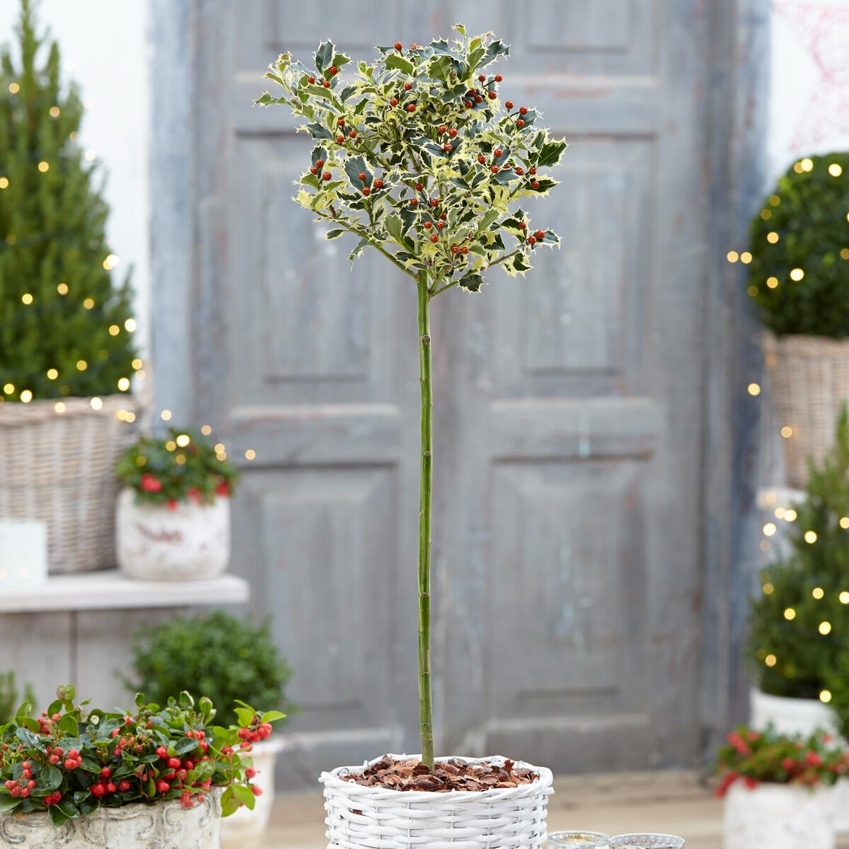 Bonte hulst op stam - Ilex aquifolium Argentea Marginata - Tuinplanten