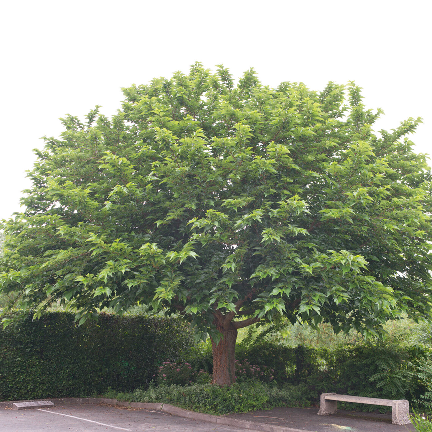 Morus alba Macrophylla - Witte moerbei 'Macrophylla' - 