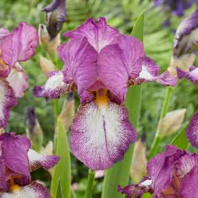 Iris germanica autumn encore, lovely again - Baardiris Mix - Iris germanica - Duitse iris