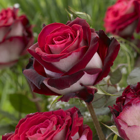 Stamroos 'Osiria' - Willemse