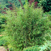 Bamboe - Fargesia murielae - Willemse