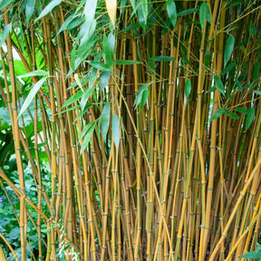 Phyllostachys aureosulcata spectabilis - Bamboe Phyllostachys 'Spectabilis' - Bamboe