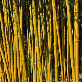Bamboe Phyllostachys 'Spectabilis' - Phyllostachys aureosulcata spectabilis - Willemse