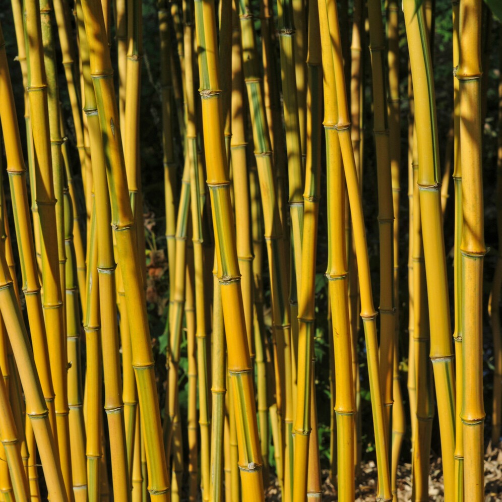 Bamboe Phyllostachys 'Spectabilis' - Phyllostachys aureosulcata spectabilis - Willemse