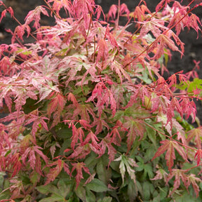 Acer palmatum phoenix - Japanse esdoorn 'Phoenix' - Japanse esdoorn