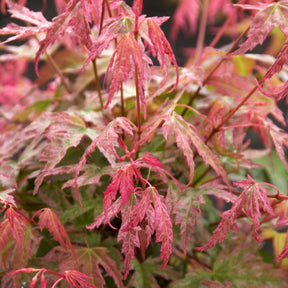Japanse esdoorn 'Phoenix' - Acer palmatum phoenix - Willemse