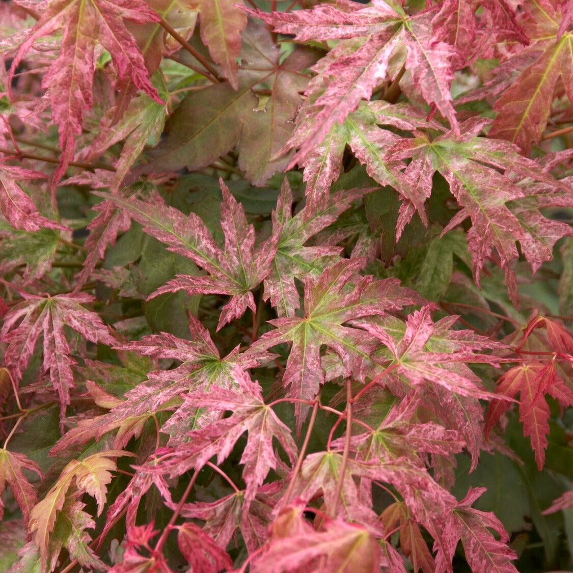 Japanse esdoorn 'Phoenix' - Willemse