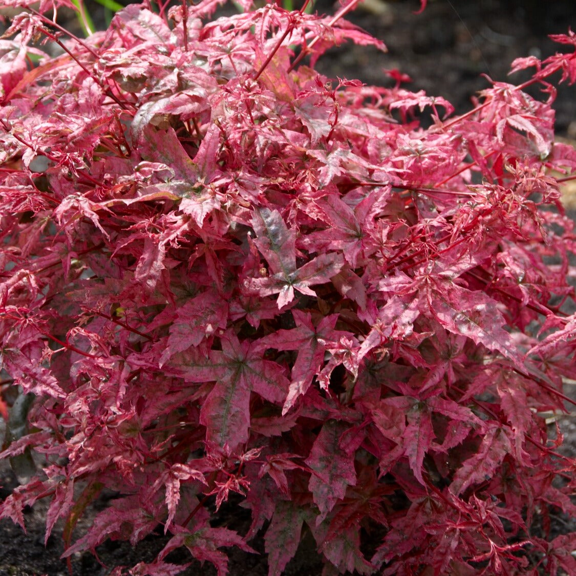Verkoop Japanse esdoorn 'Beni-maiko' - Acer palmatum Beni Maiko