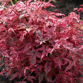 Verkoop Japanse esdoorn 'Beni-maiko' - Acer palmatum Beni Maiko