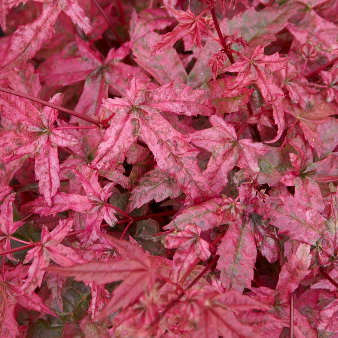 Acer palmatum Beni Maiko - Japanse esdoorn 'Beni-maiko' - Japanse esdoorn