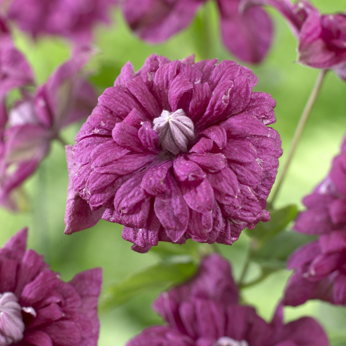 Clematis - Bosrank dubbelbloemig - paars - Clematis viticella Purpurea Plena Elegans