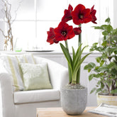 Amaryllis red lion - Amaryllis 'Red Lion' - Amaryllis