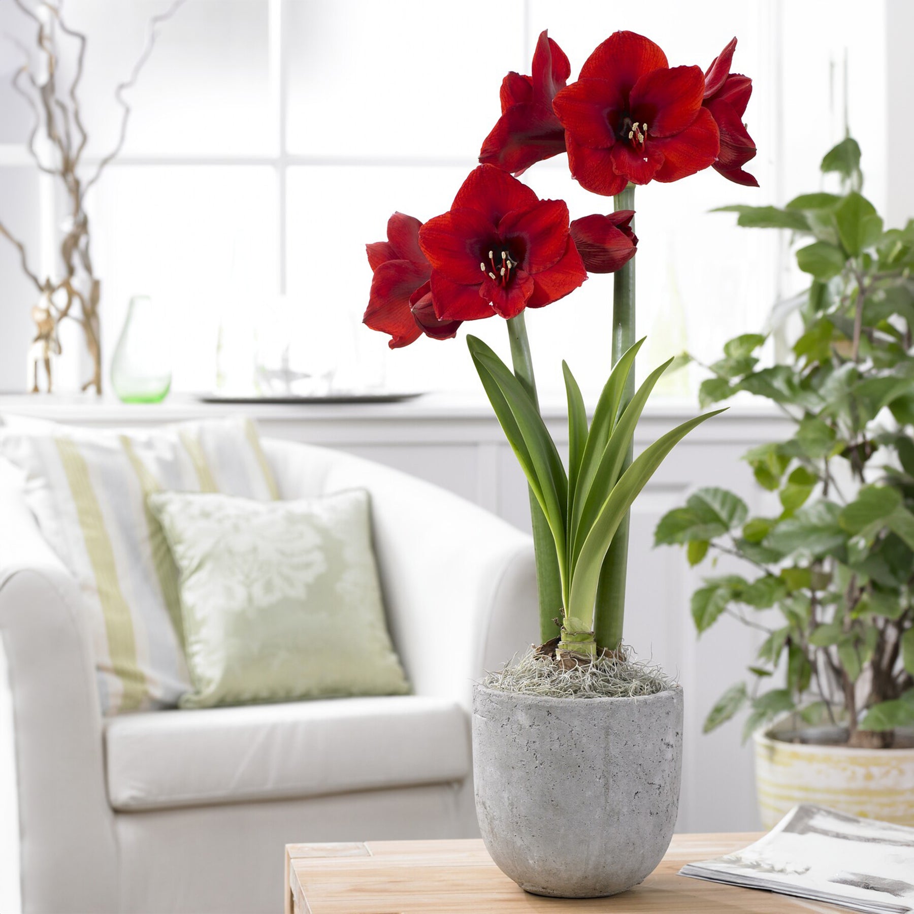 Amaryllis red lion - Amaryllis 'Red Lion' - Amaryllis