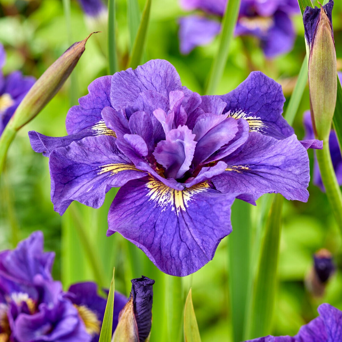 Siberische iris Double Standard - Willemse