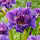 Siberische iris 'Concord Crush' - Willemse