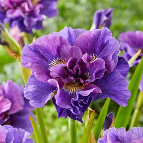 Verkoop Siberische iris Mix - Iris sibirica Double Standard,  Concord Crush,  Pink Parfait