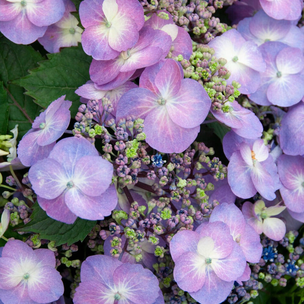 Boerenhortensia 'Blueberry Cheesecake' - Hydrangea macrophylla Blueberry Cheesecake - Willemse