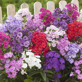 Vlambloem Mix (x5) - Willemse