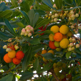 Aardbeienboom - Arbutus unedo - Willemse