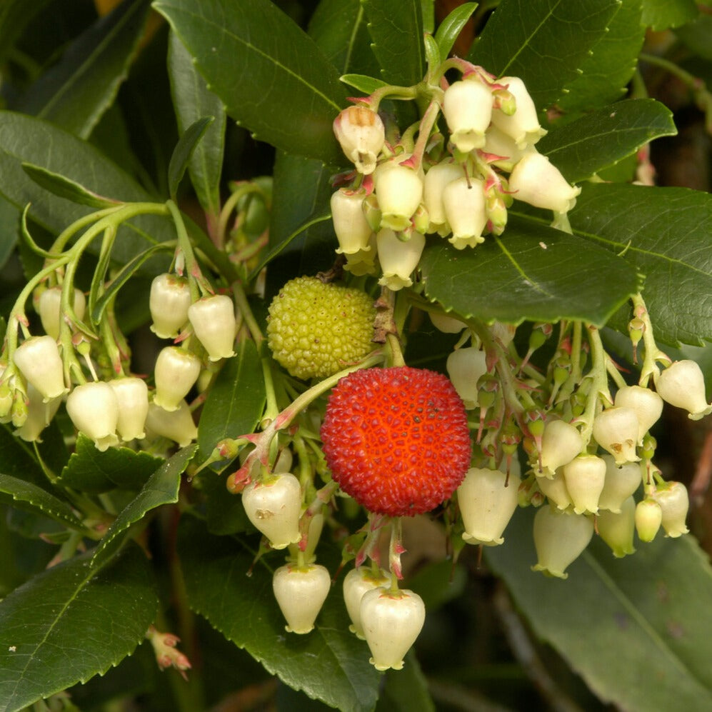 Arbutus unedo - Aardbeienboom - Wintergroene heesters
