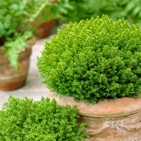 Struik veronica  'Emerald Green' - Willemse