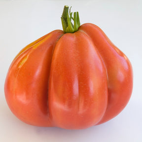 Tomaat 'Liguria' - Solanum lycopersicum liguria - Willemse