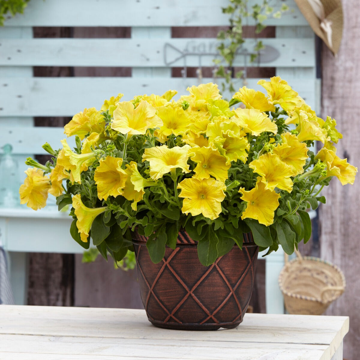 Petunia 'Happy Giant Yellow' (x3)