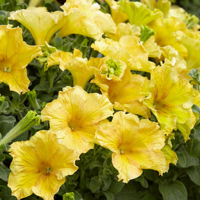 Petunia 'Happy Giant Yellow' (x3)