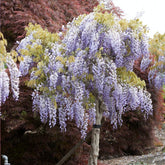Blauwe regen - op stam - Wisteria sinensis - Willemse