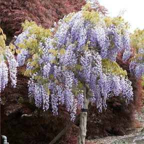 Blauwe regen - op stam - Wisteria sinensis - Willemse