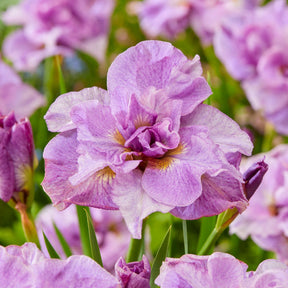 Siberische iris 'Pink Parfait' (x2) - Iris sibirica Pink Parfait - Willemse