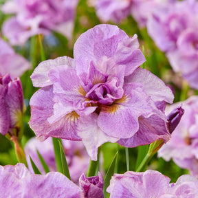 Iris sibirica Double Standard,  Concord Crush,  Pink Parfait - Siberische iris Mix - Iris sibirica - Siberische lis