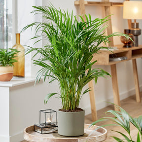 Areca palm - Dypsis lutescens - Willemse
