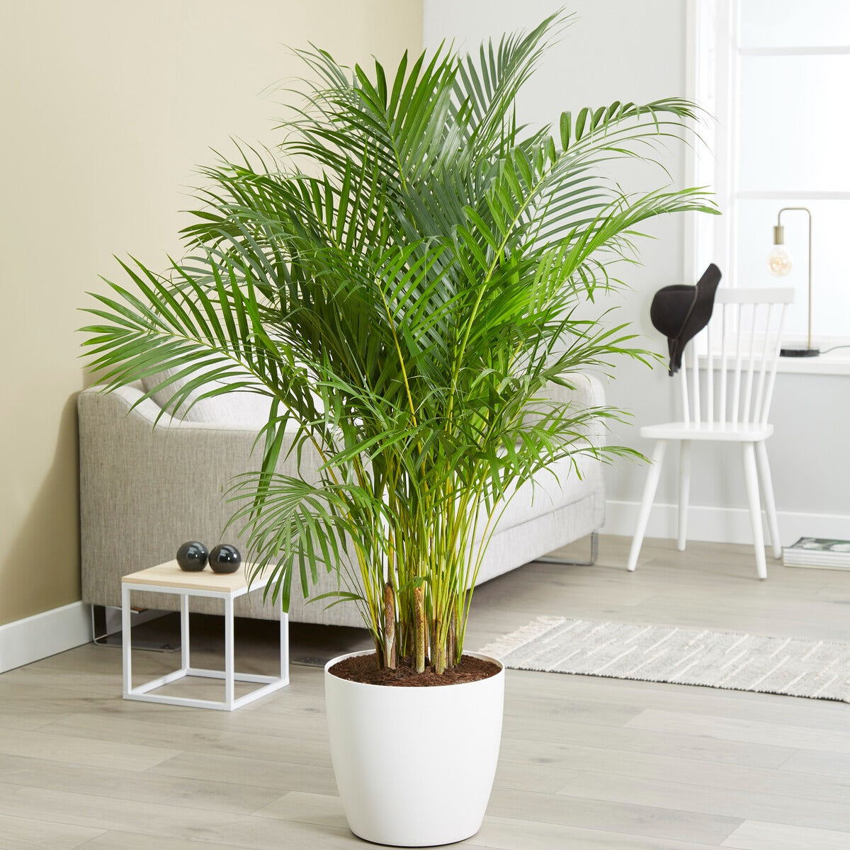 Areca palm - Willemse