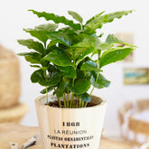 Koffieplant - Coffea arabica - Willemse