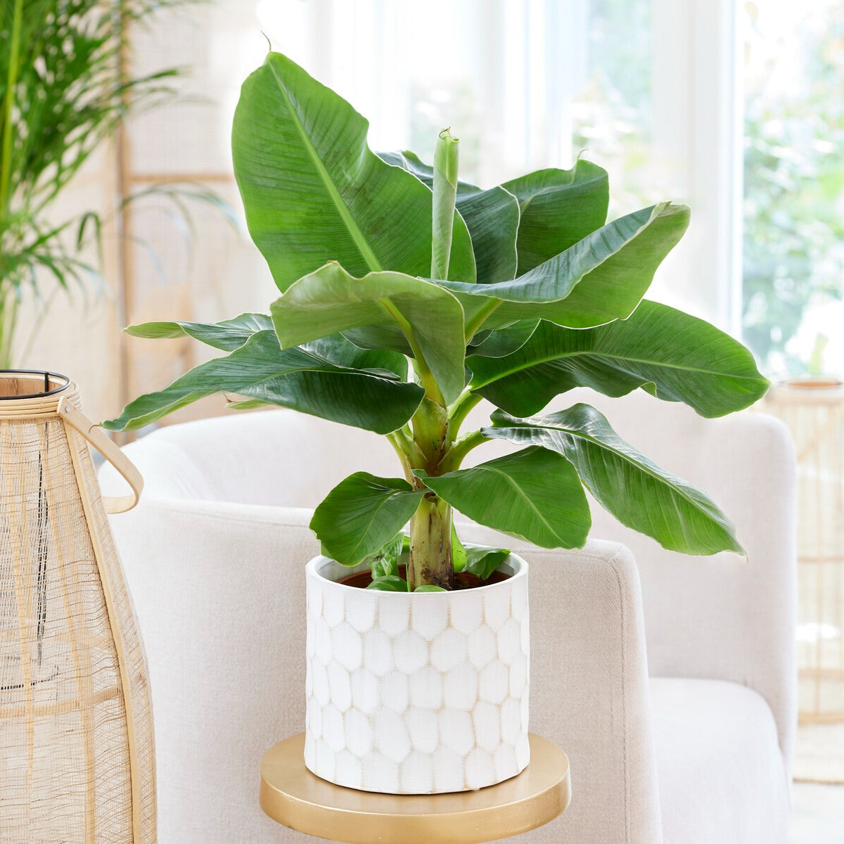 Bananenplant Musa 'Oriental Dwarf'